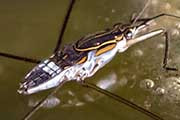 Water Strider (Limnogonus sp) (Limnogonus sp)